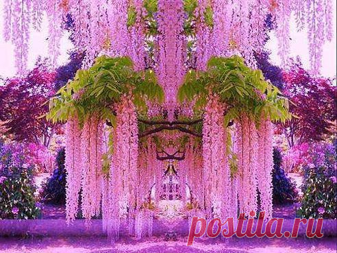 Вот так цветет глициния