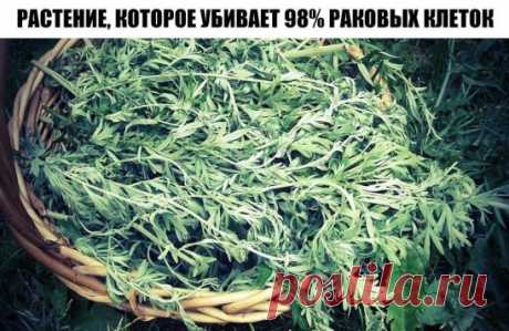 РАСТЕНИЕ, КОТОРОЕ УБИВАЕТ 98% РАКОВЫХ КЛЕТОК ЗА 16 ЧАСОВ!
И оно растет у нас!
Артемизинин, "Artemisia Annua" или, "по-нашему" - просто "полынь". Недавно было установлено, что она способствует уничтожению 98% клеток рака легких, причем всего за 16 часов!
Если Вы будете использовать только "полынь однолетнюю", то это позволит уменьшить развитие раковых клеток в лёгких на 28%, но если объедините с железом, то это растение полностью и эффективно удалит рак. 
Более того, эксперименты доказывают, что