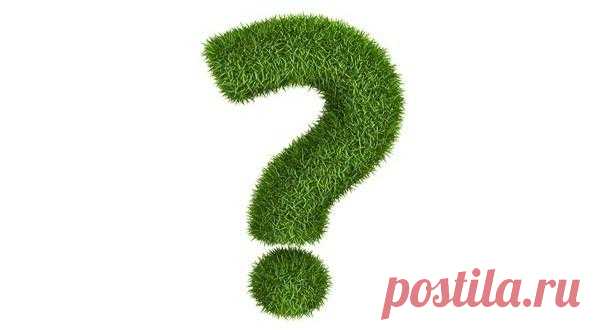 Чем подкормить пеларгонию для лучшего цветения и роста? / пеларгонии / 7dach.ru