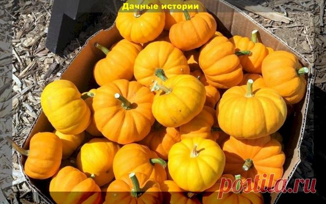 Самые необычные сорта-гибриды тыквы: тыквы, которые порадует вкусом и богатым урожаем | Дачные истории | Дзен