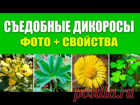 Съедобные Дикоросы Фото, свойства, какие части пригодны в пищу. Дикорастущие Съедобные Растения