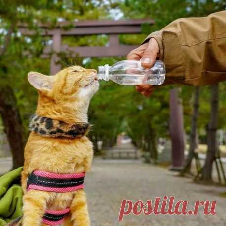 Дайкичи и Фуку-Чан — кошки, которые путешествуют вместе со своим хозяином