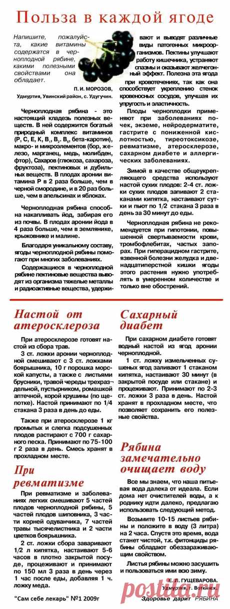 О пользе рябины черноплодной