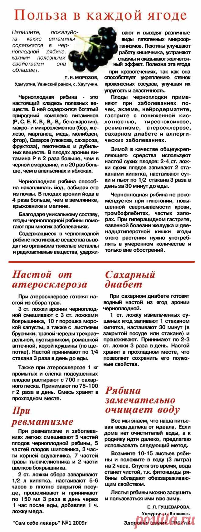 О пользе рябины черноплодной
