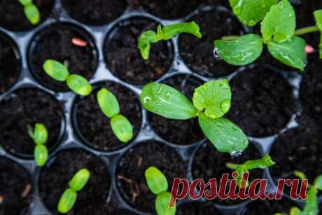 Сохраните свою рассаду: основные советы, как избежать перерастания | Азбука огородника | Яндекс Дзен