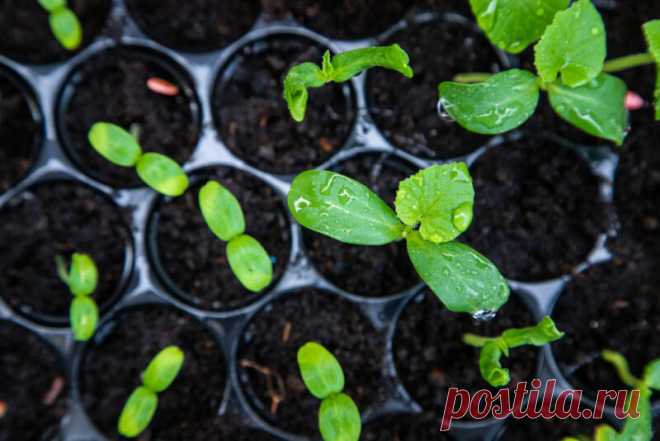 Сохраните свою рассаду: основные советы, как избежать перерастания | Азбука огородника | Яндекс Дзен