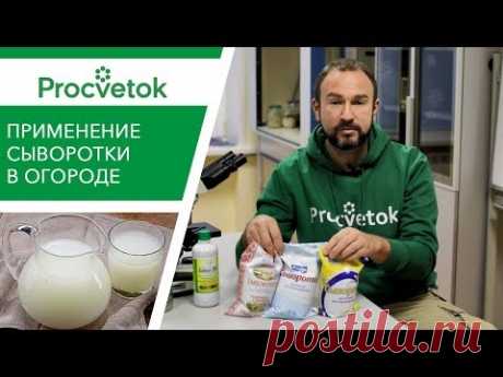 Что будет, если подкармливать растения молочной сывороткой? - YouTube азот, фосфор и кальций (как профилактика от вершиной гнили)