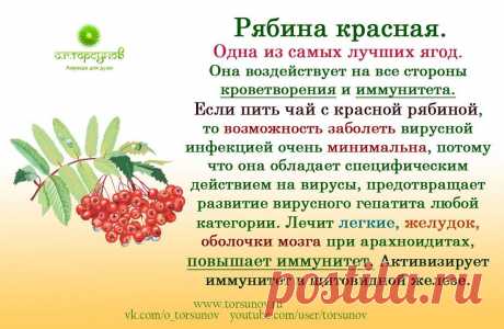 Рябина красная