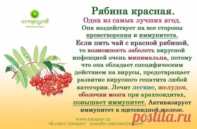 Рябина красная