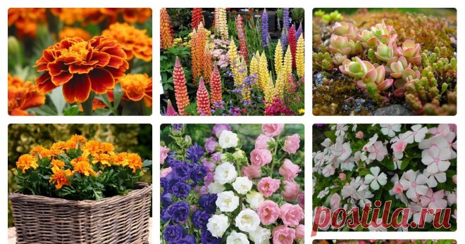 Тенелюбивые садовые растения Автор — Вера К.