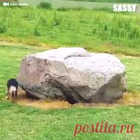 Забавные животные