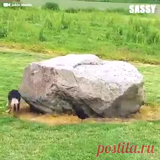 Забавные животные