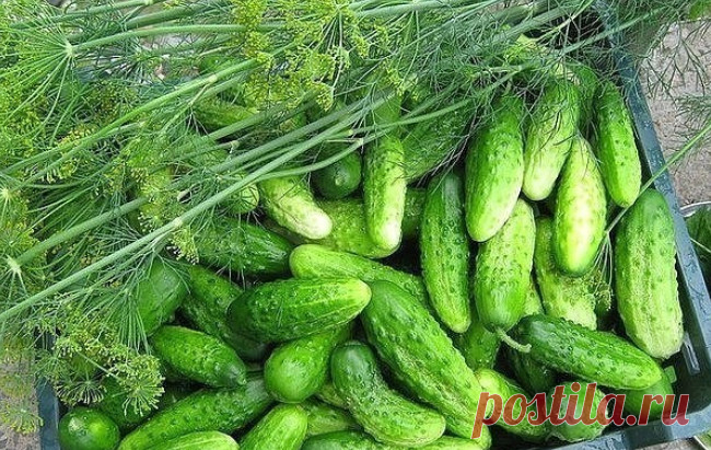 Отличная шпаргалка для дачников на лето… Любой дачник знает: чтобы получить хороший урожай, растения нужно вдоволь кормить. Но чем?
Полезные советы для дачников
1. После появления всходов в фазе развития 3 — 4 листочков, огурцы нужно обработать следующим составом: В ведро воды добавить 30 капель йода, 20 г хозяйственного мыла и 1 л молок