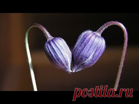 АВАТАР 2015 Порог Неизвестности Смерть Свет Ключи Двери - YouTube