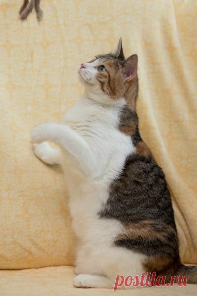 Молодая кошечка Стефа в дар. Москва и МО! – ПОДАРИ НАДЕЖДУ, пользователь Арина Алексеева | Группы Мой Мир