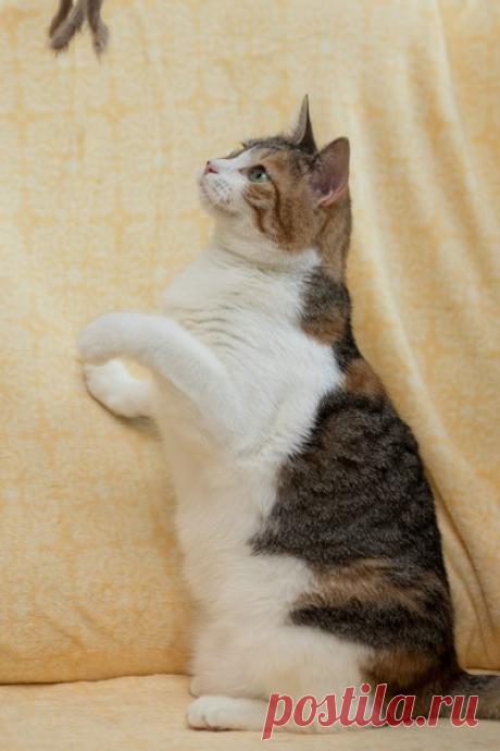 Молодая кошечка Стефа в дар. Москва и МО! – ПОДАРИ НАДЕЖДУ, пользователь Арина Алексеева | Группы Мой Мир