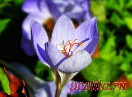 Первоцветы сажают в сентябре