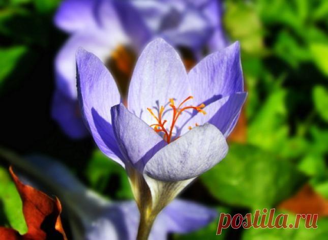 Первоцветы сажают в сентябре