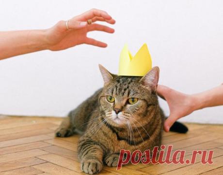 Забавные фото котов, удивляющих владельцев необычным поведением