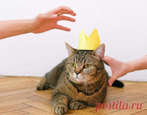 Забавные фото котов, удивляющих владельцев необычным поведением