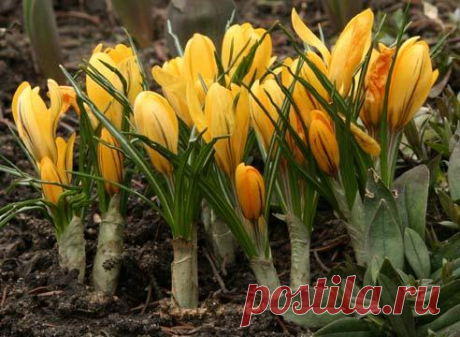 Крокус. У крокуса два названия, одно произошло от греческого слова &quot;kroke&quot; – &quot;нить, волокно&quot;, второе – &quot;шафран&quot; – перекликается с арабским &quot;зеферан&quot; – &quot;желтый&quot;.