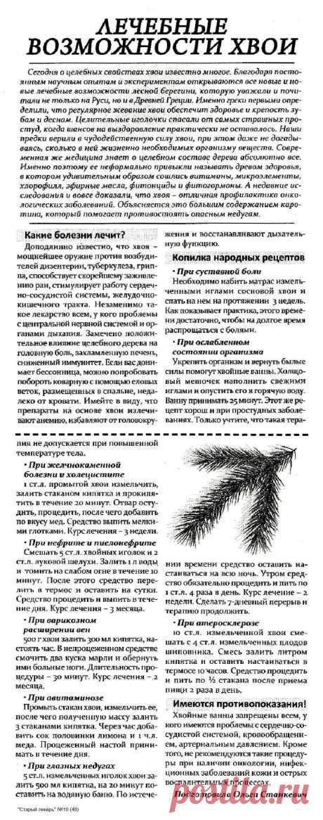 Лечебные возможности хвои