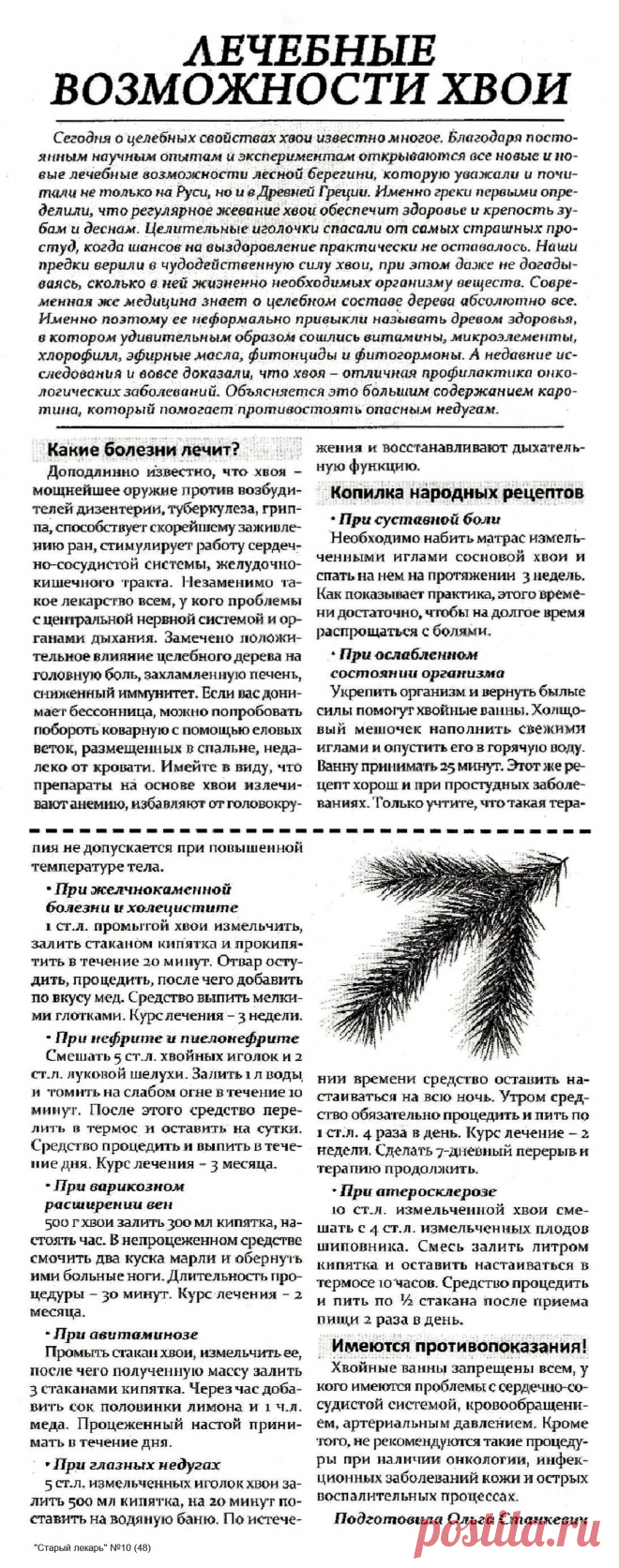 Лечебные возможности хвои