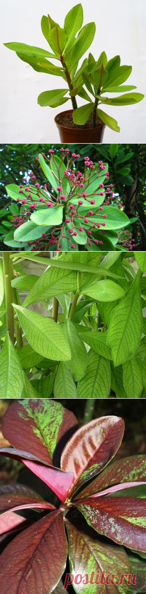 Синадениум - уход и размножение в домашних условиях | GreenHome