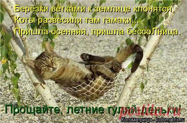 Котоматрица: Круть