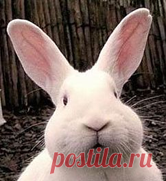 Никому не будет приятно, если окружающие вдруг начнут обвинять его в том, чего он не делал, или говорить и думать про него незаслуженно плохо. Но некоторые люди излишне полагаются на здравомыслие окружающих и забывают, что защищать свою честь и достоинство от клеветы они должны прежде всего сами. И никто другой за них этого делать не станет. Именно такую ошибку совершил герой этой поучительной аллегорической басни в стихах.