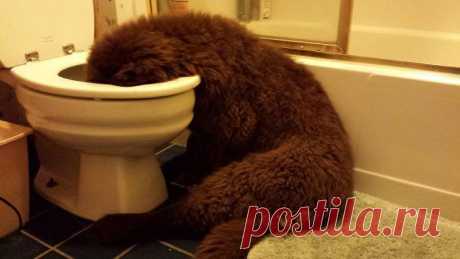 Люди делятся фотографиями своих ньюфаундлендов, и это безумие, насколько они огромны