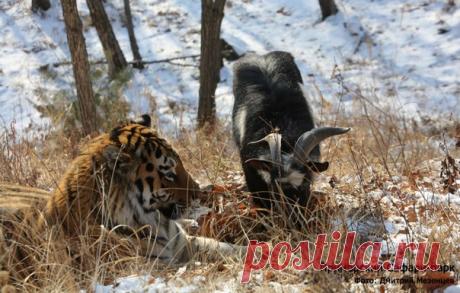 Получать ответ на один из самих животрепещущих вопросов можно будет в режиме реального времени.
