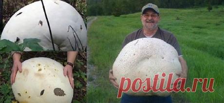 Грибы чемпионы