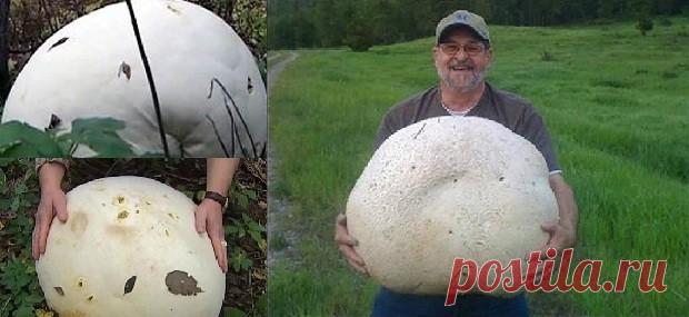 Грибы чемпионы