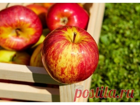 3 продукта, чтобы не было застоя желчи | Медик.com | Яндекс Дзен