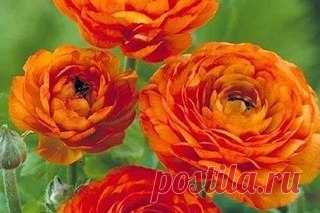 Ранункулус - цветы невест . 

При взгляде на эти цветы невольно ощущаешь нежность и вдохновение. Многие, когда видят их впервые не раскрывшимися, считают, что это маленькие пионы, кому-то может показаться, что это роза, а увидев их в полном раскрытии, можно решить, что это прекрасные маки. Не зря эти цветы очень любят невесты, они отражают нежность и чистоту.
Показать полностью…