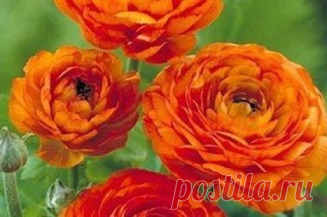 Ранункулус - цветы невест . 

При взгляде на эти цветы невольно ощущаешь нежность и вдохновение. Многие, когда видят их впервые не раскрывшимися, считают, что это маленькие пионы, кому-то может показаться, что это роза, а увидев их в полном раскрытии, можно решить, что это прекрасные маки. Не зря эти цветы очень любят невесты, они отражают нежность и чистоту.
Показать полностью…