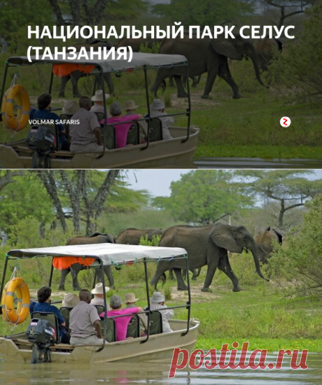 НАЦИОНАЛЬНЫЙ ПАРК СЕЛУС (ТАНЗАНИЯ) | Volmar Safaris | Яндекс Дзен