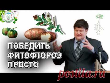 ФИТОФТОРОЗ. Как избавиться от фитофторы.