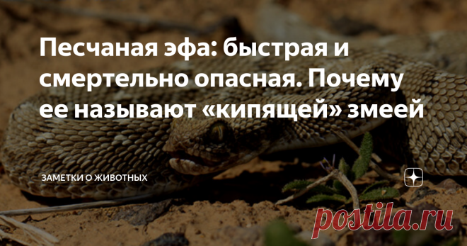Песчаная эфа: быстрая и смертельно опасная. Почему ее называют «кипящей» змеей При встрече с грозной песчаной эфой многих людей одолевает панический страх. Оно и понятно — репутация у этой ядовитой рептилии не самая лучшая.