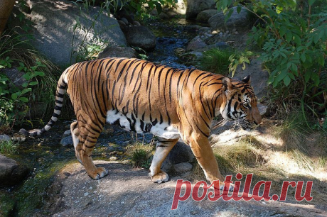 Индокитайский тигр (Panthera tigris corbetti)