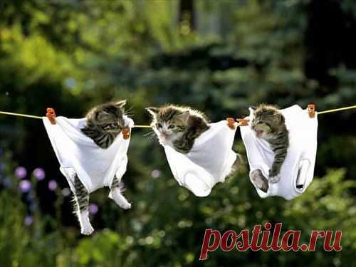 original.jpg (500×375)