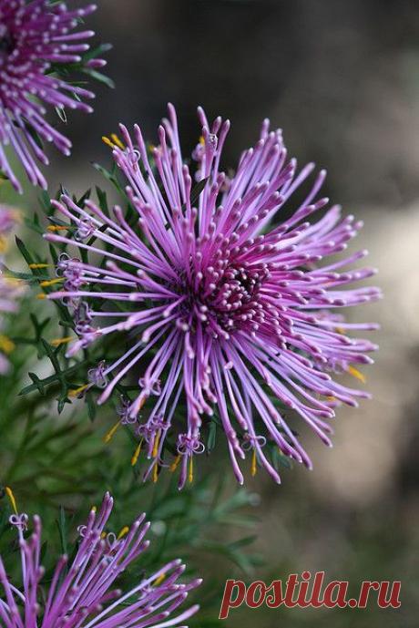 (2) Rose Cone Flower | Landscape Gardening