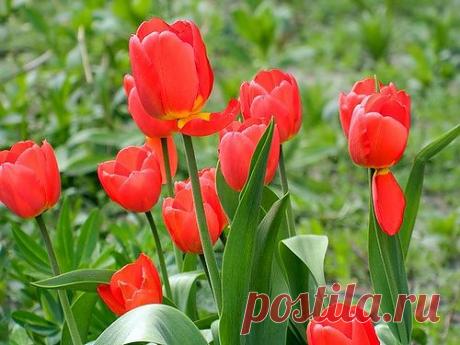 Тараторка — «весна» на Яндекс.Фотках