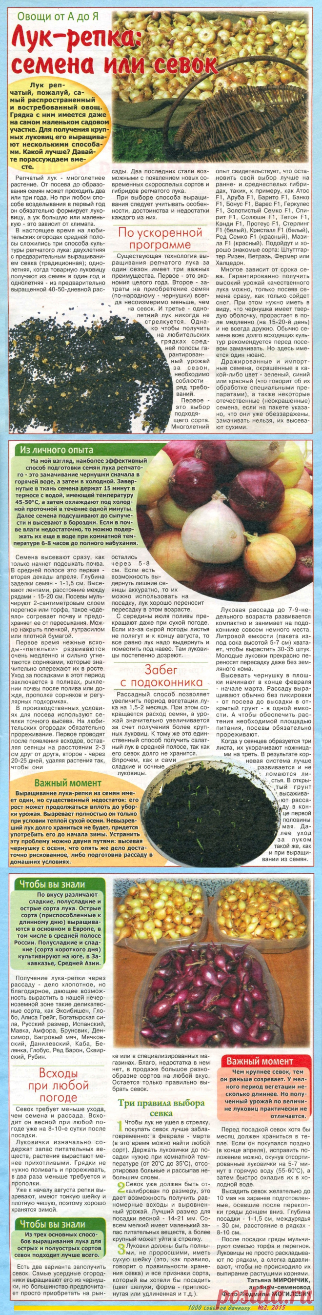 Лук-репка: семена или севок