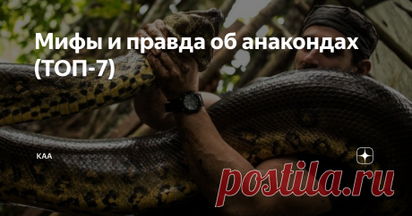Мифы и правда об анакондах (ТОП-7) Анаконда, пожалуй самая известная змея в мире. С некоторых языков, это название переводиться а как "водяной удав", а некоторых анаконда, звучит как "пожиратель слонов". И в том и в другом случае, есть доля правды. Привет друзья! Сегодня будем говорить об анакондах, о мифах об этих змеях, и том насколько они опасны. Начать нужно с того, что сейчас выделяют 4 вида анаконд. Все они живут в Южной Америке, и большую часть жизни предпочитают жи...