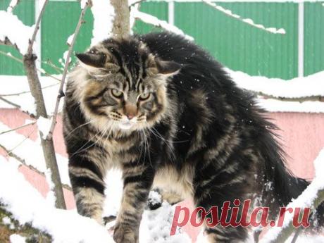 порода мейн-кун