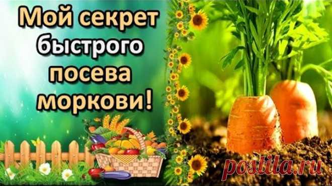 В этом видео я покажу удобный и быстрый способ посева моркови, используя вещицу, которая найдется в любом доме!  Мой канал «Татьяна огородница. Сад, огород, виноград» - https://www.youtube.com/channel/UC-gD_PVk4QgUkYIEfsZNYbA  ПРОСТЕЙШИЙ СПОСОБ ВЫРАЩИВАНИЯ РАССАДЫ ТОМАТОВ БЕЗ ПИКИРОВКИ!!!   https://www.youtube.com/watch?v=fSGG-uZjzZ8   ТОНКОСТИ ПИКИРОВКИ КОРНЕВОГО СЕЛЬДЕРЕЯ. РАССАДА В БАНКЕ.   https://www.youtube.com/watch?v=-0sulqP4sEM    БОЛЬШИЕ КОРНИ У ТОМАТА – КРЕПКАЯ ...