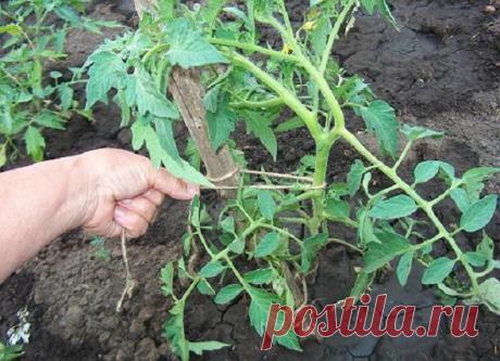 Поддержите томаты или как подвязывать помидоры правильно —