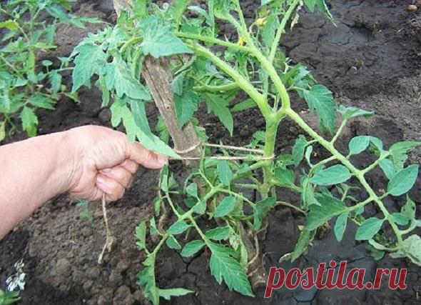 Поддержите томаты или как подвязывать помидоры правильно —